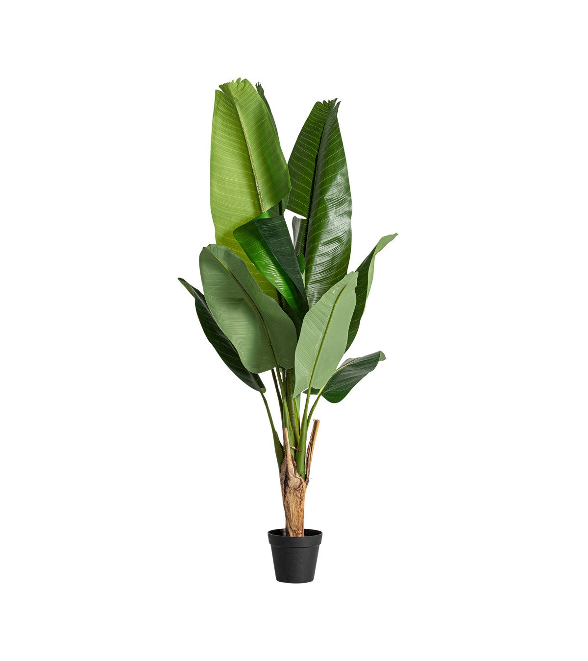 Planta bananera