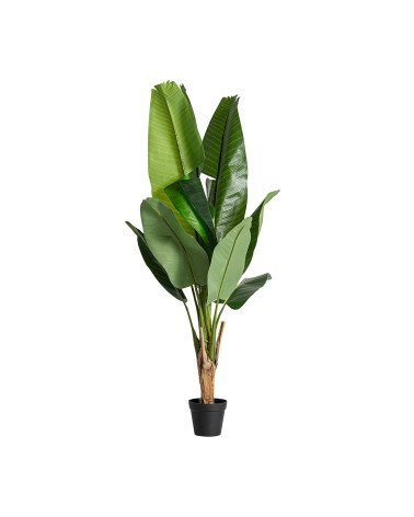 Planta bananera