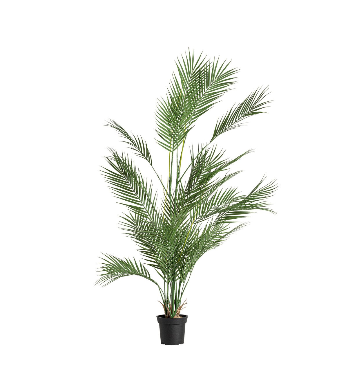 Planta helecho