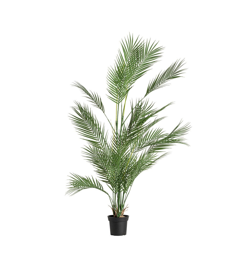 Planta helecho