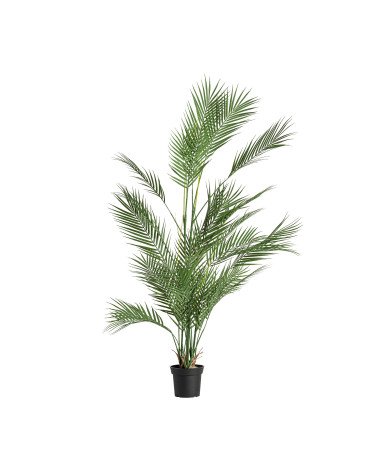 Planta helecho