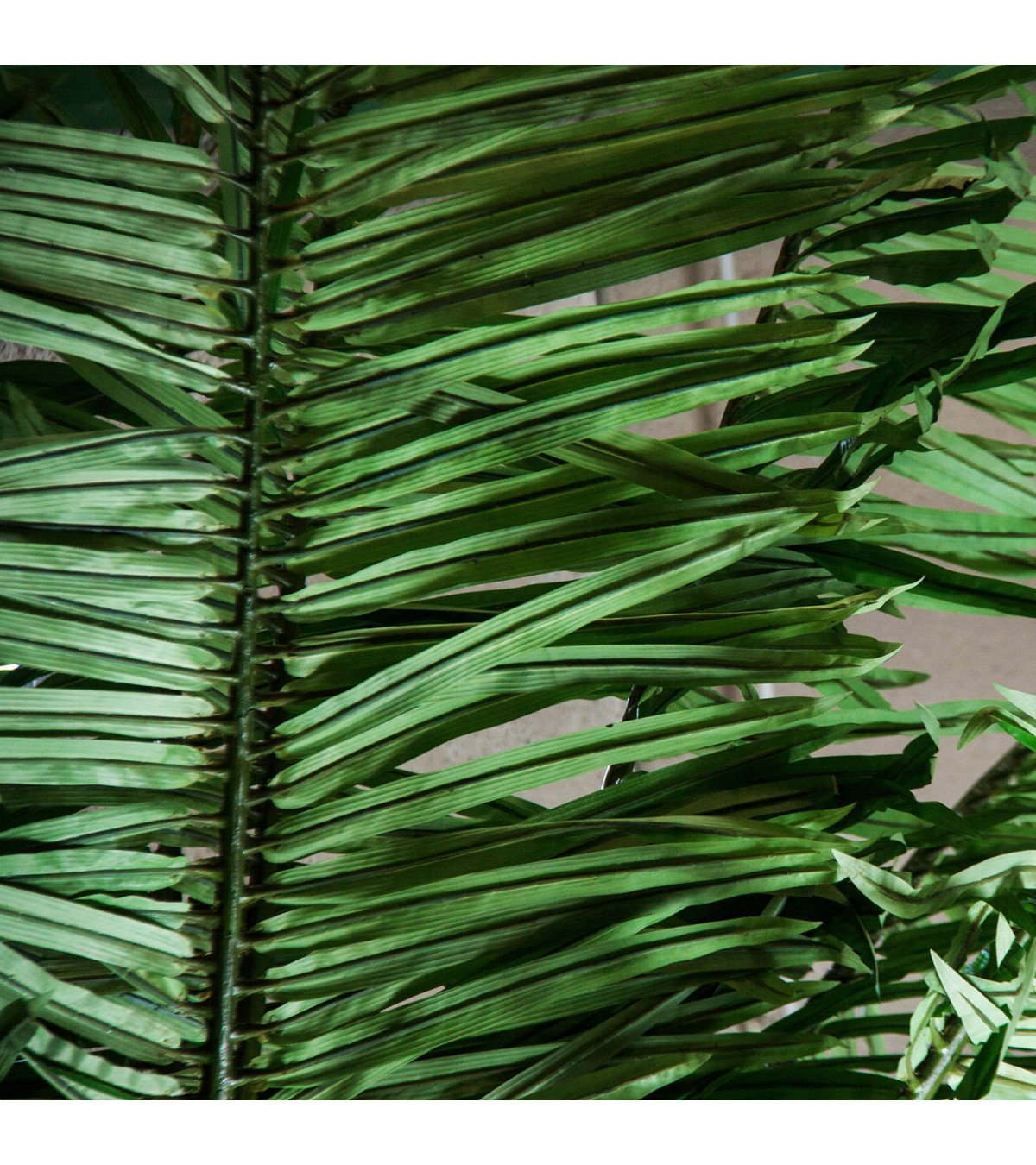 Planta palmera