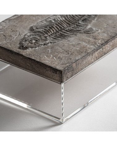 Caja