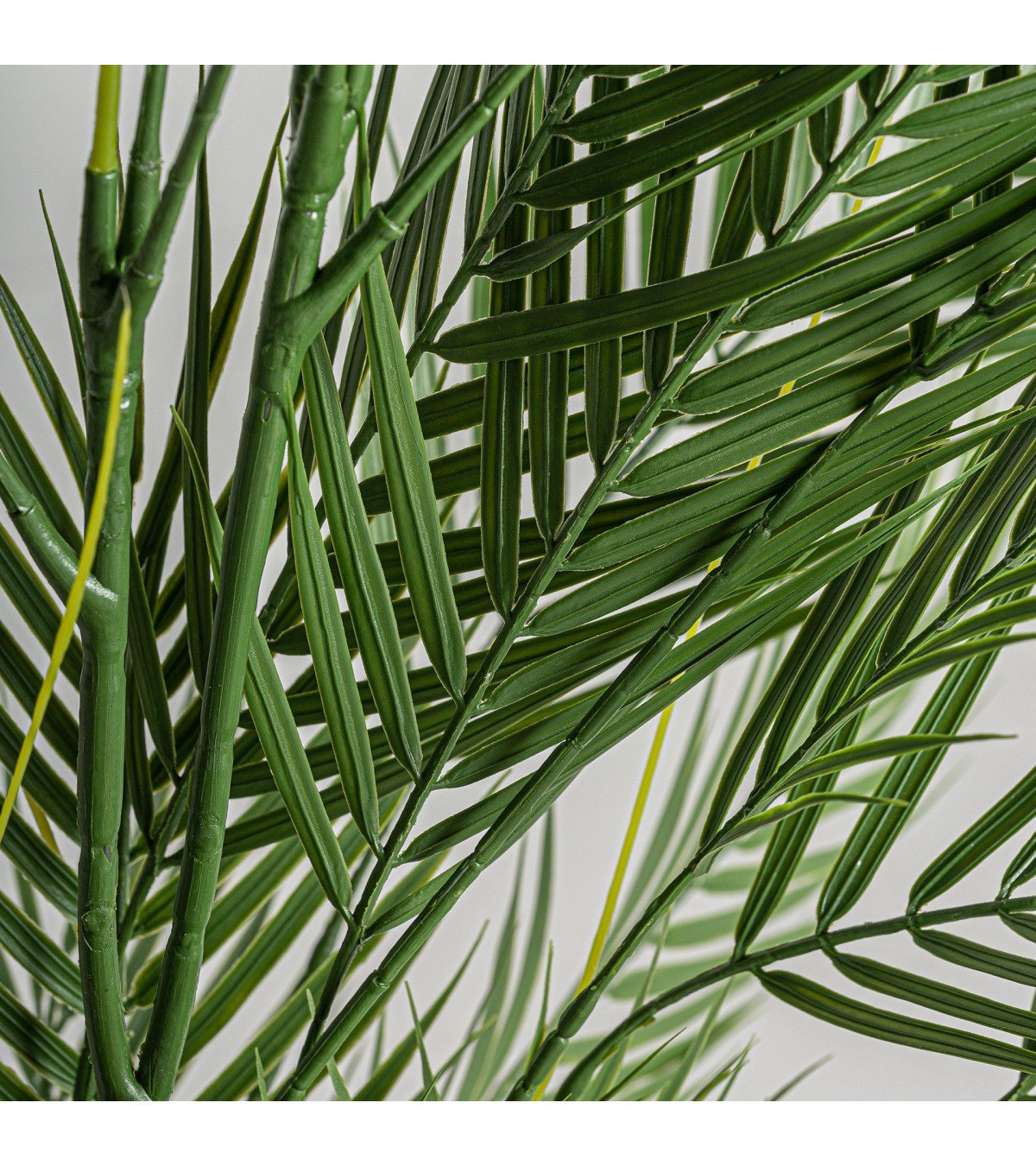 Planta helecho