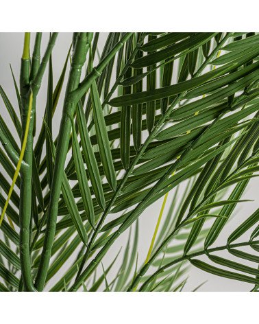 Planta helecho