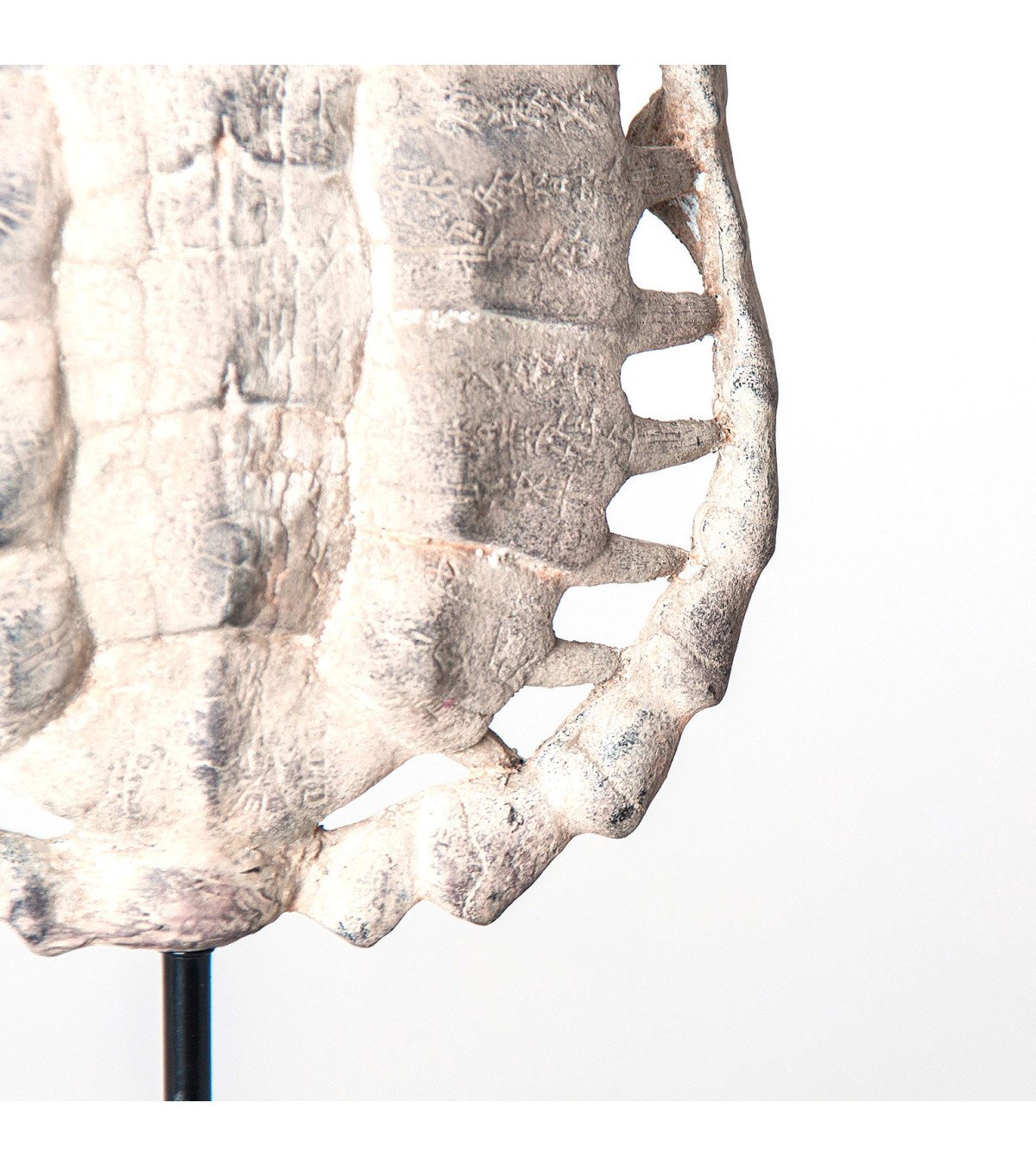 Escultura caparazón tortuga