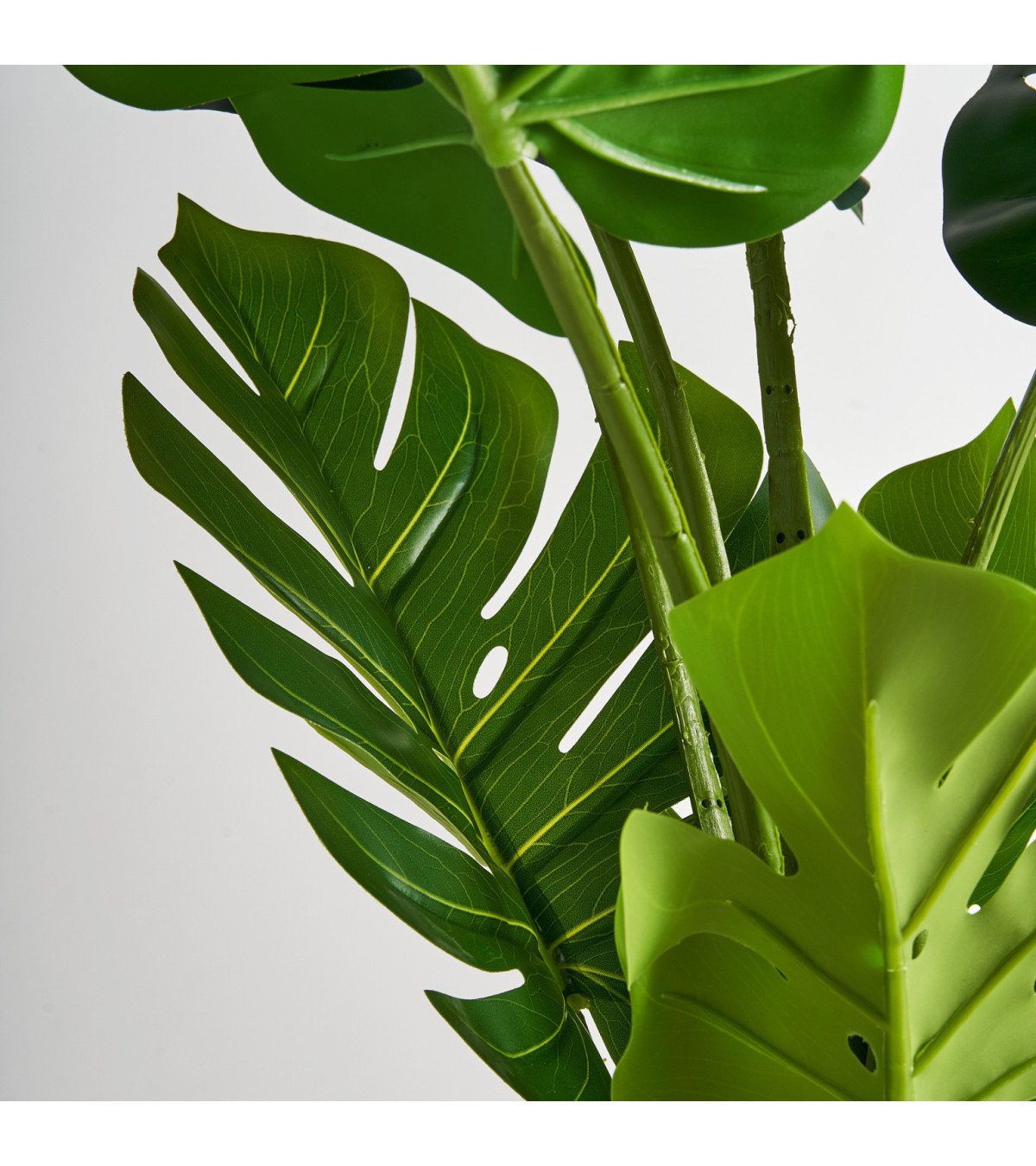 Planta monstera