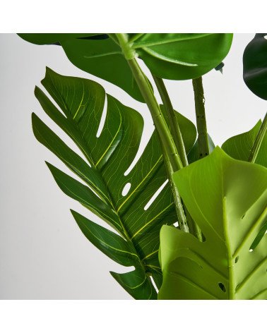 Planta monstera