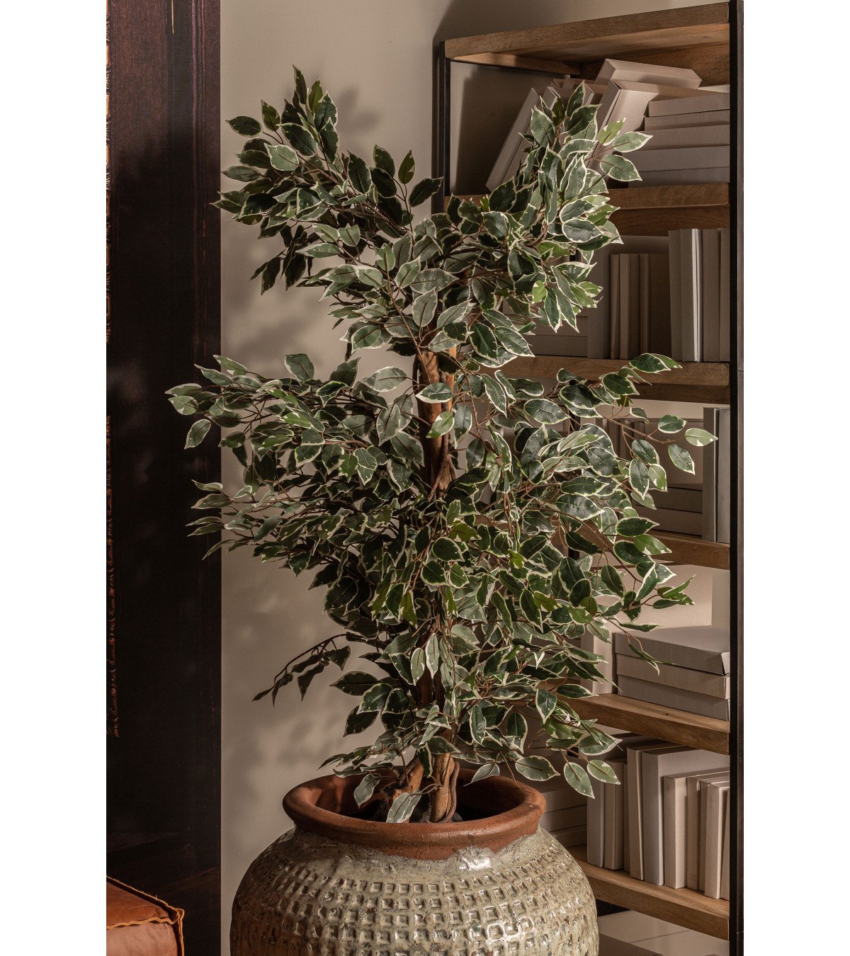 Planta ficus