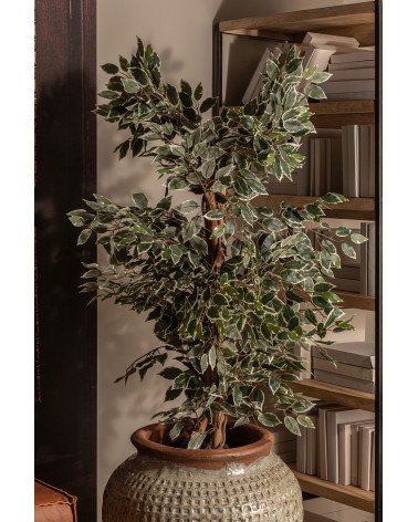 Planta ficus