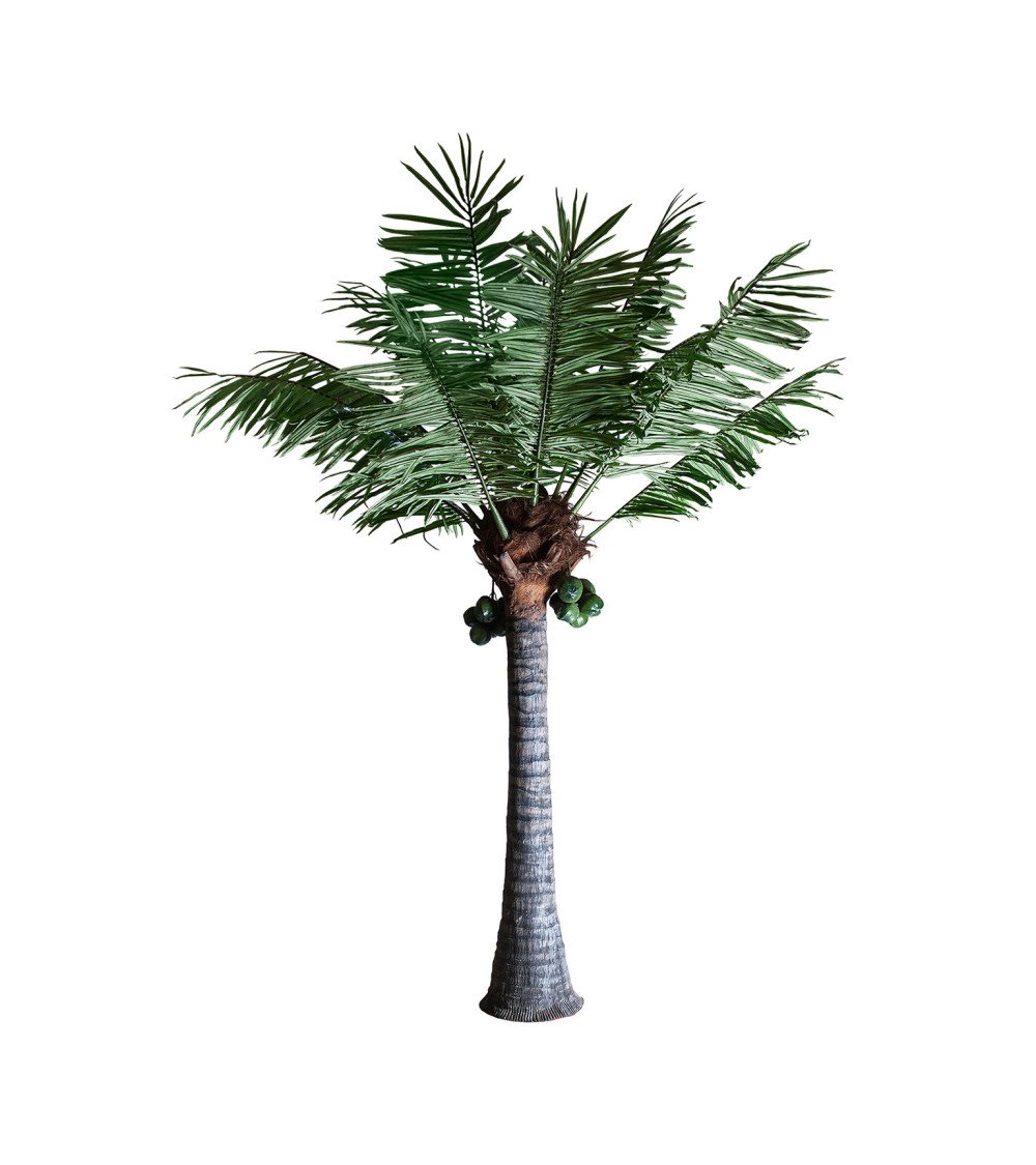 Planta palmera