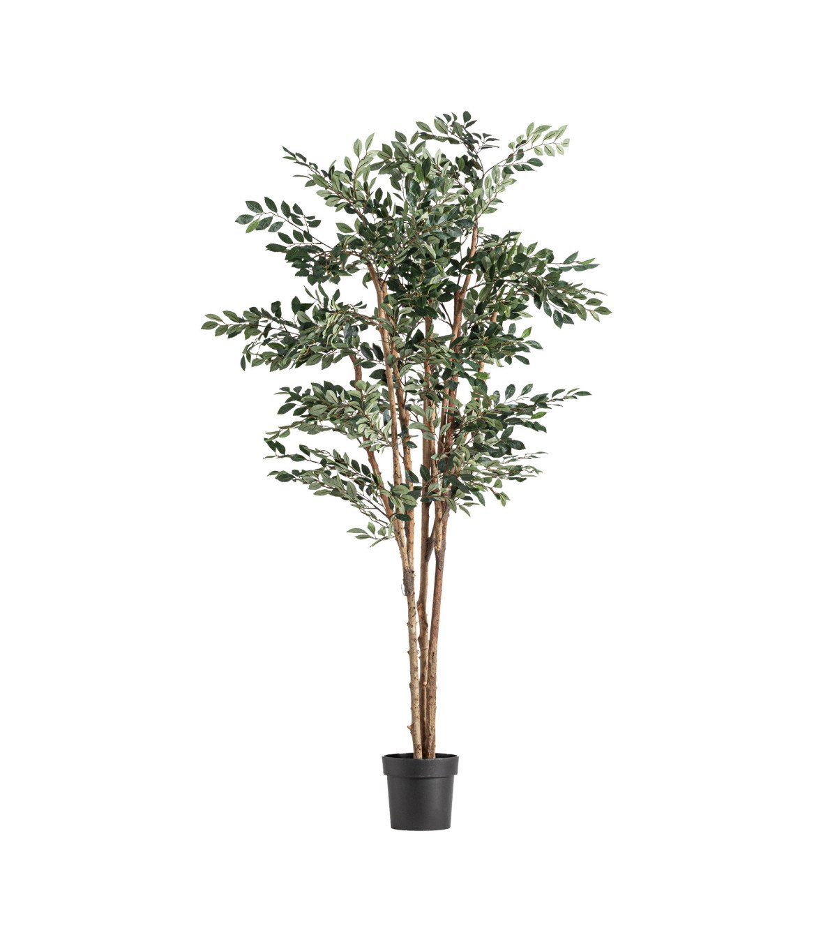 Planta ficus