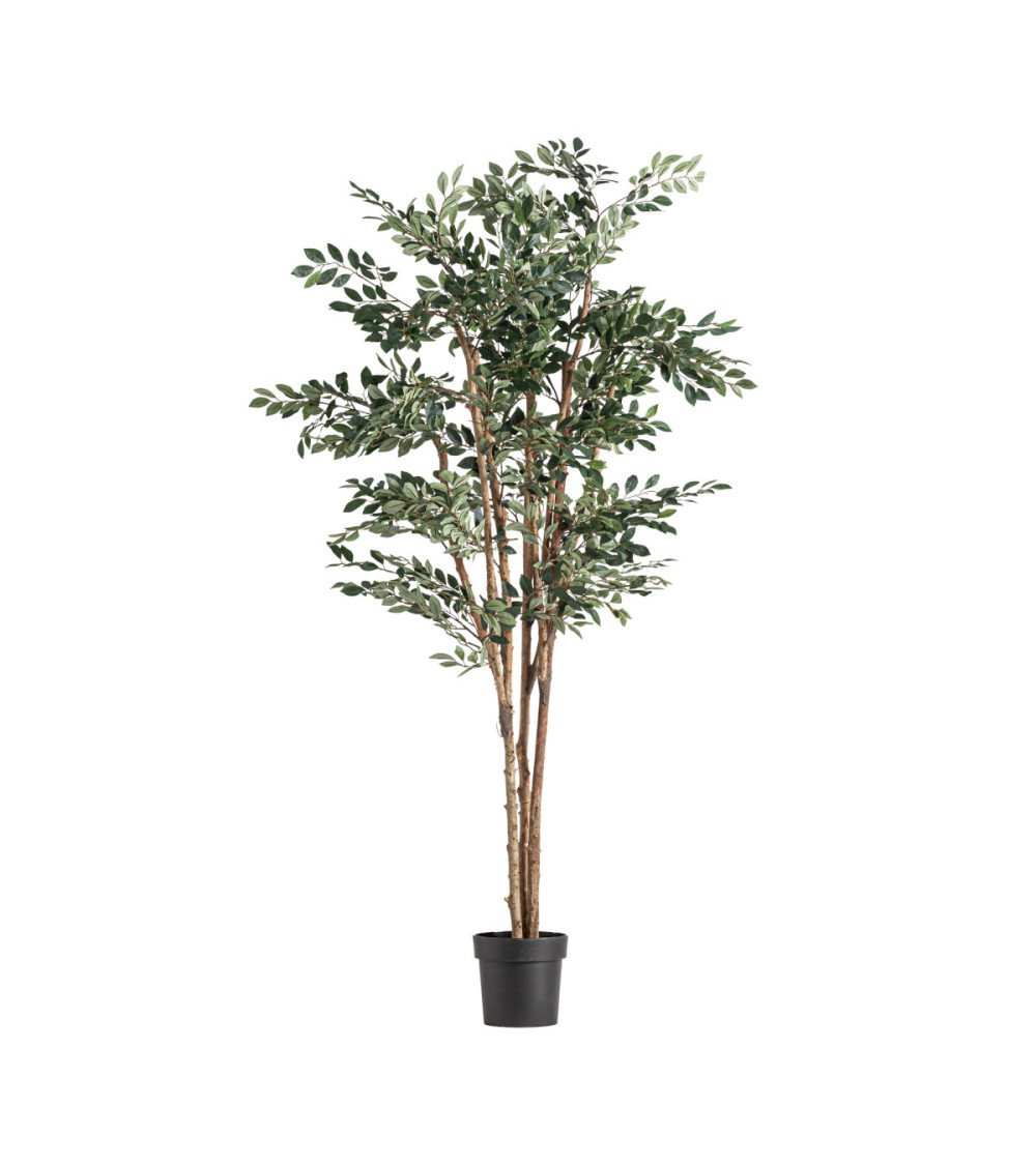 Planta ficus