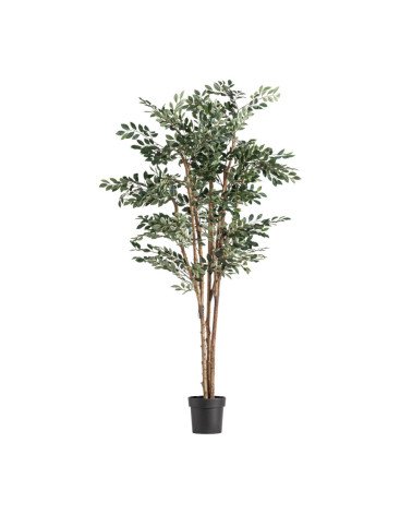 Planta ficus
