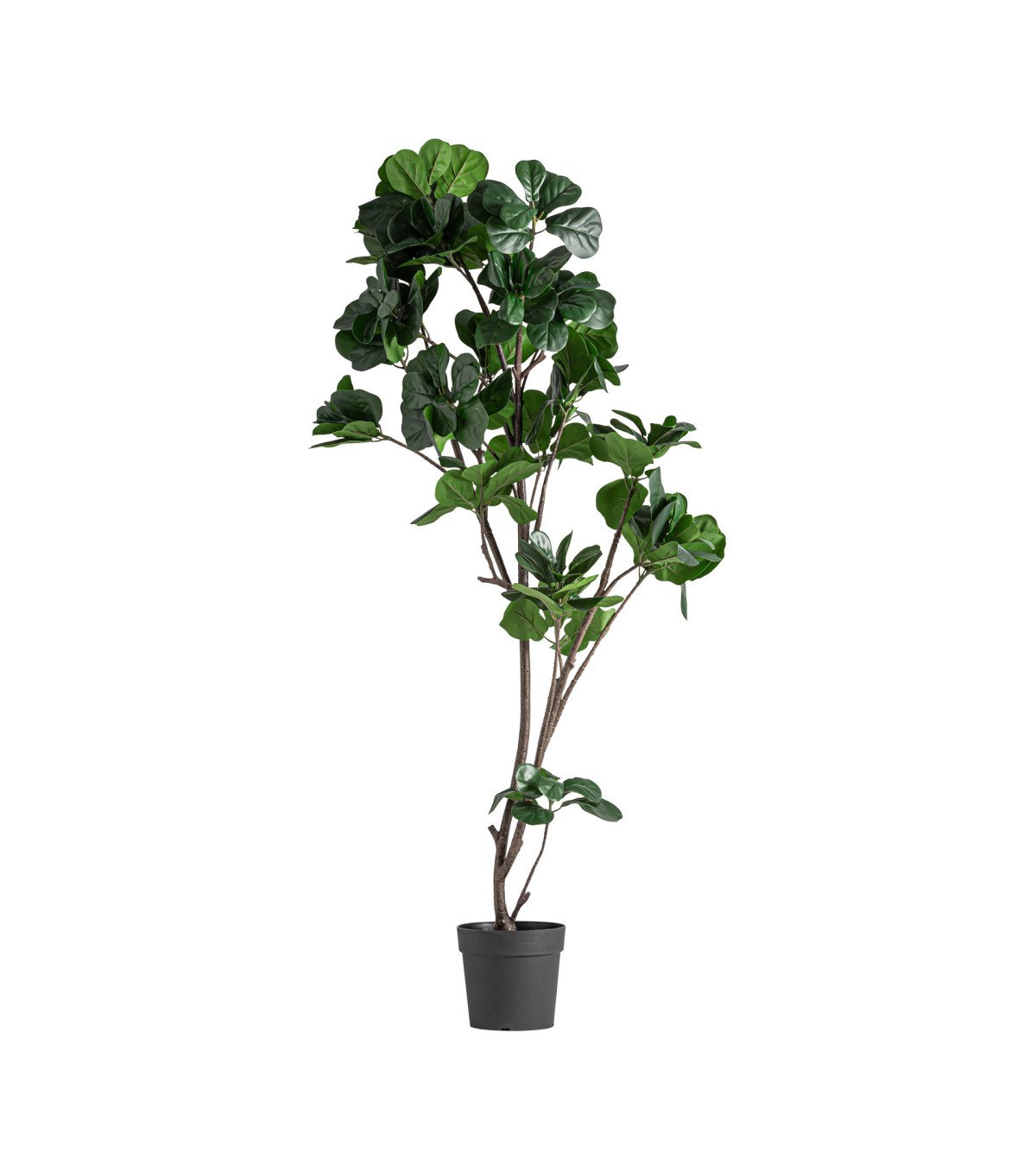 Planta ficus