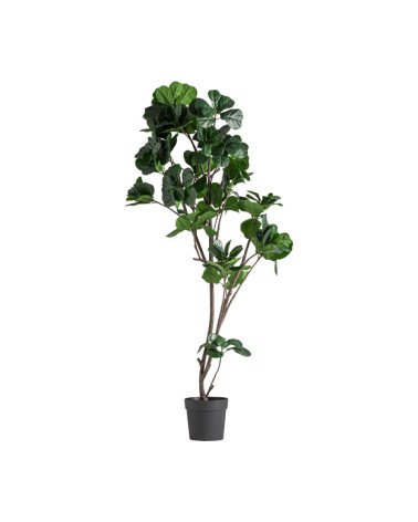 Planta ficus