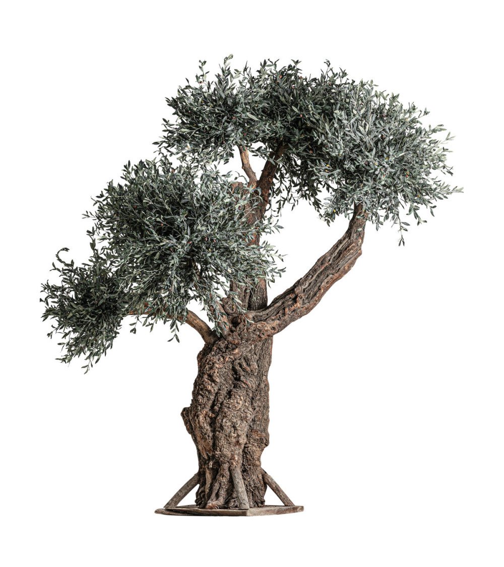 Planta olivo