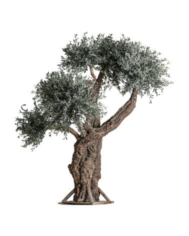 Planta olivo