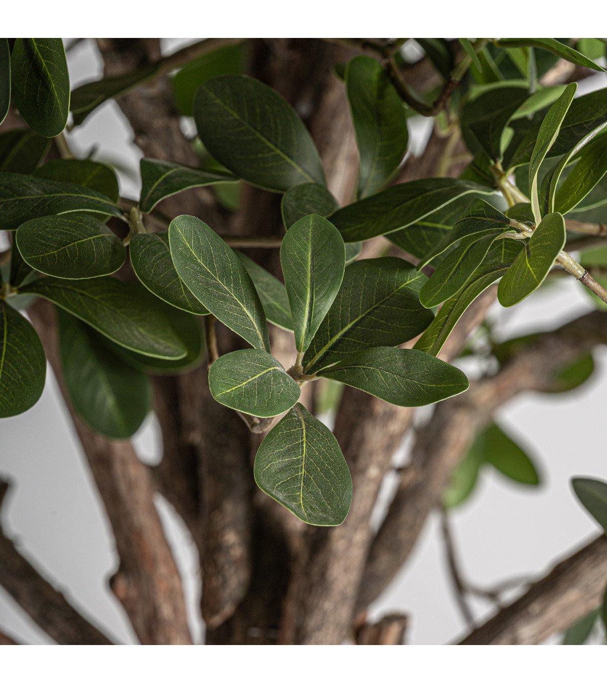 Planta