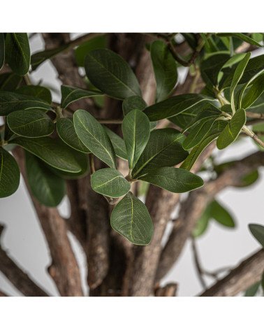 Planta