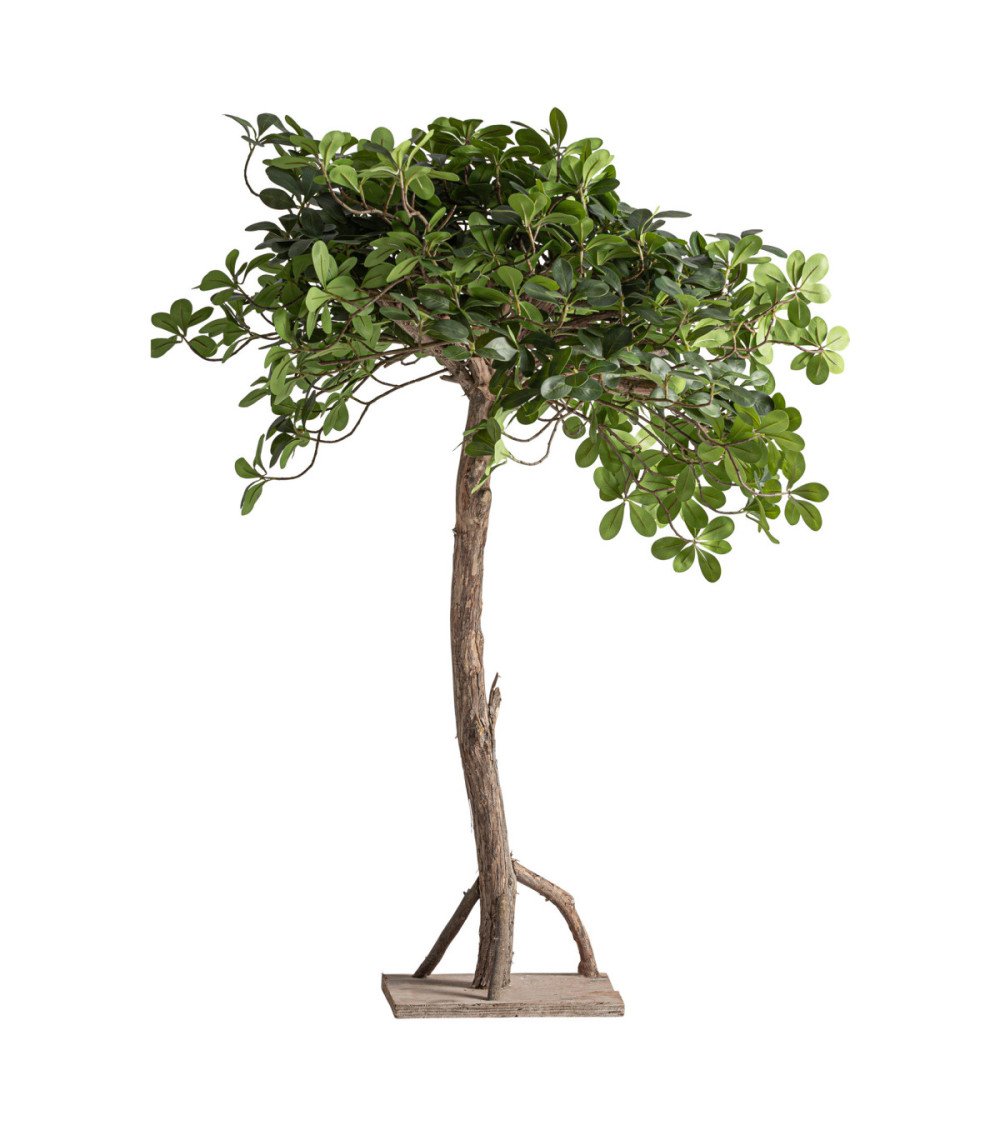 Planta