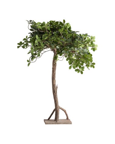 Planta
