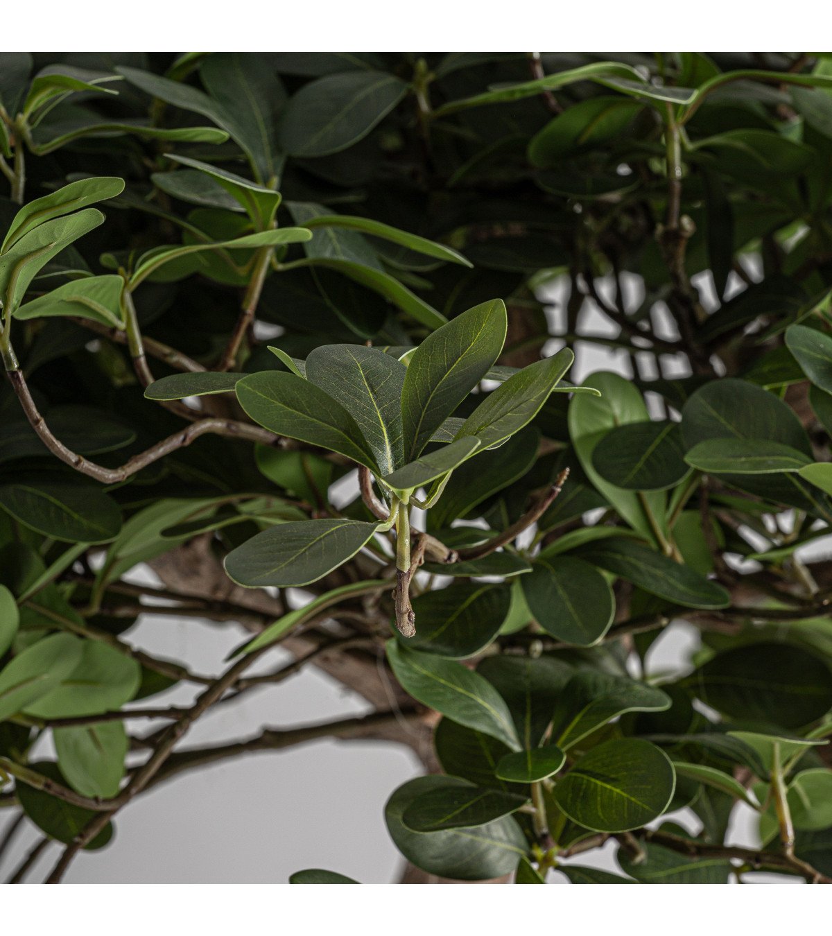 Planta