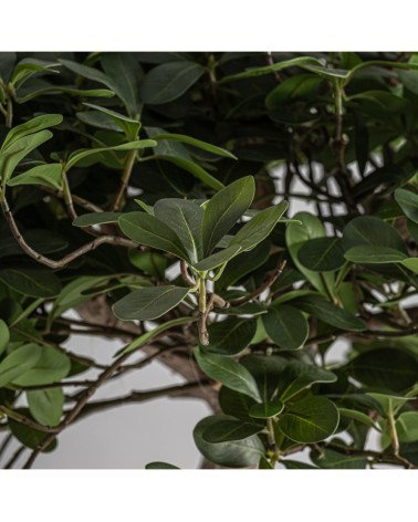 Planta