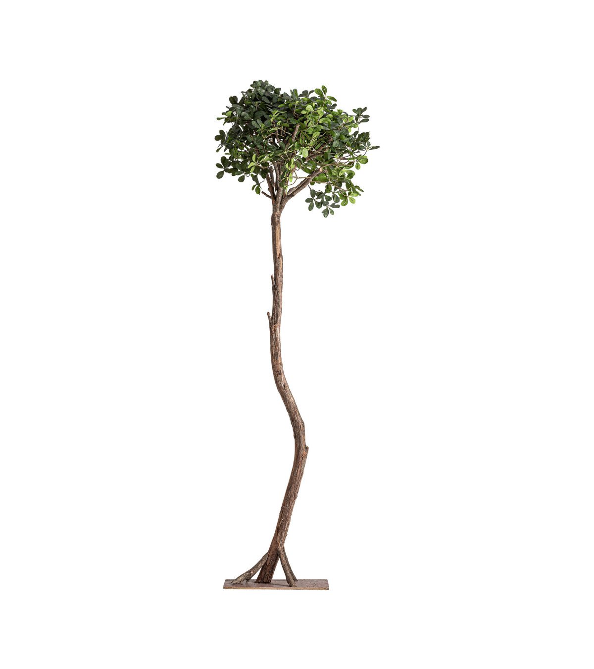 Planta