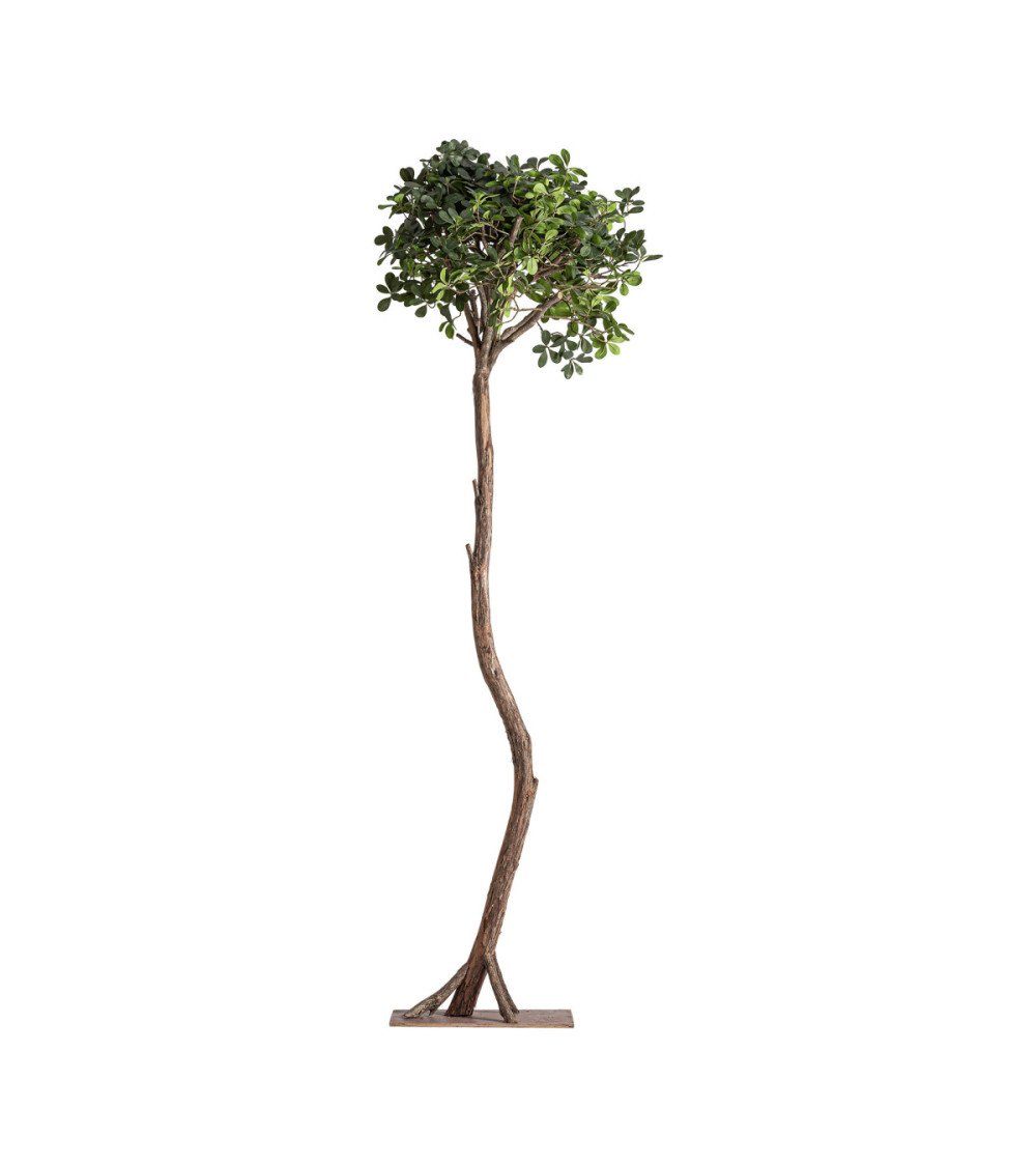 Planta