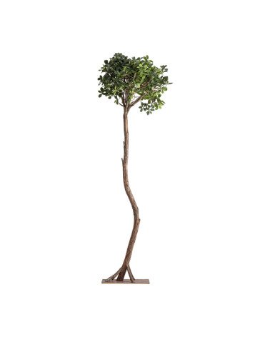 Planta