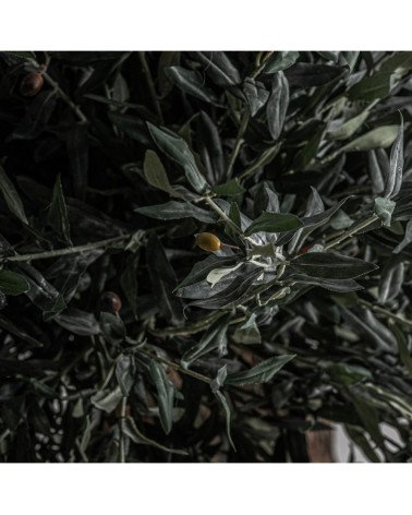 Planta olivo