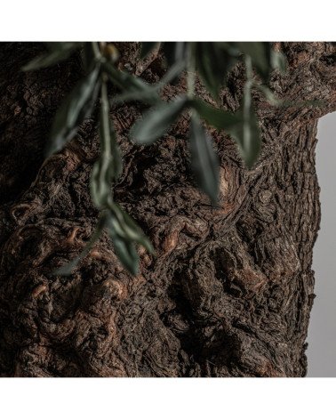 Planta olivo