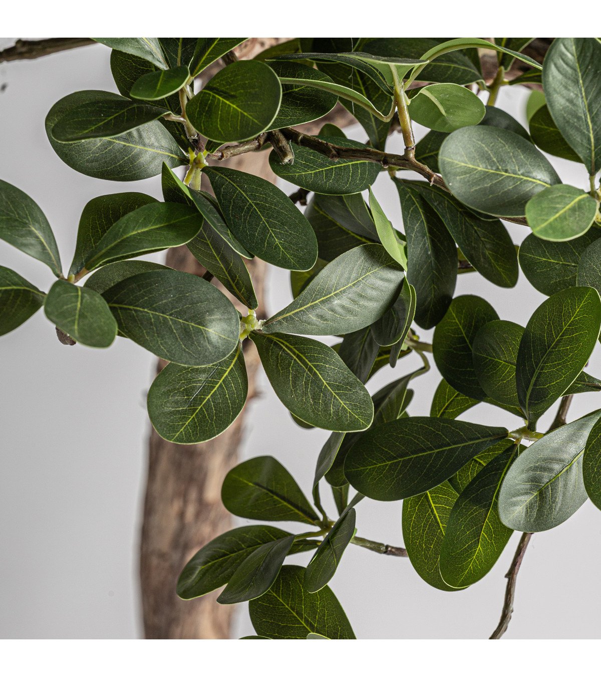 Planta