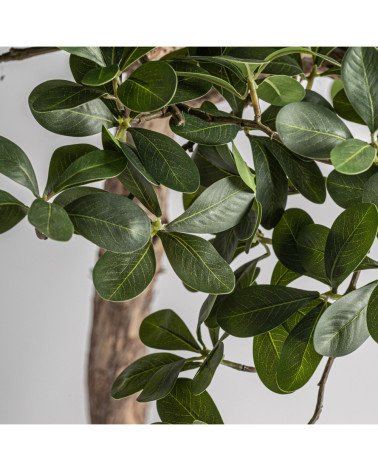 Planta