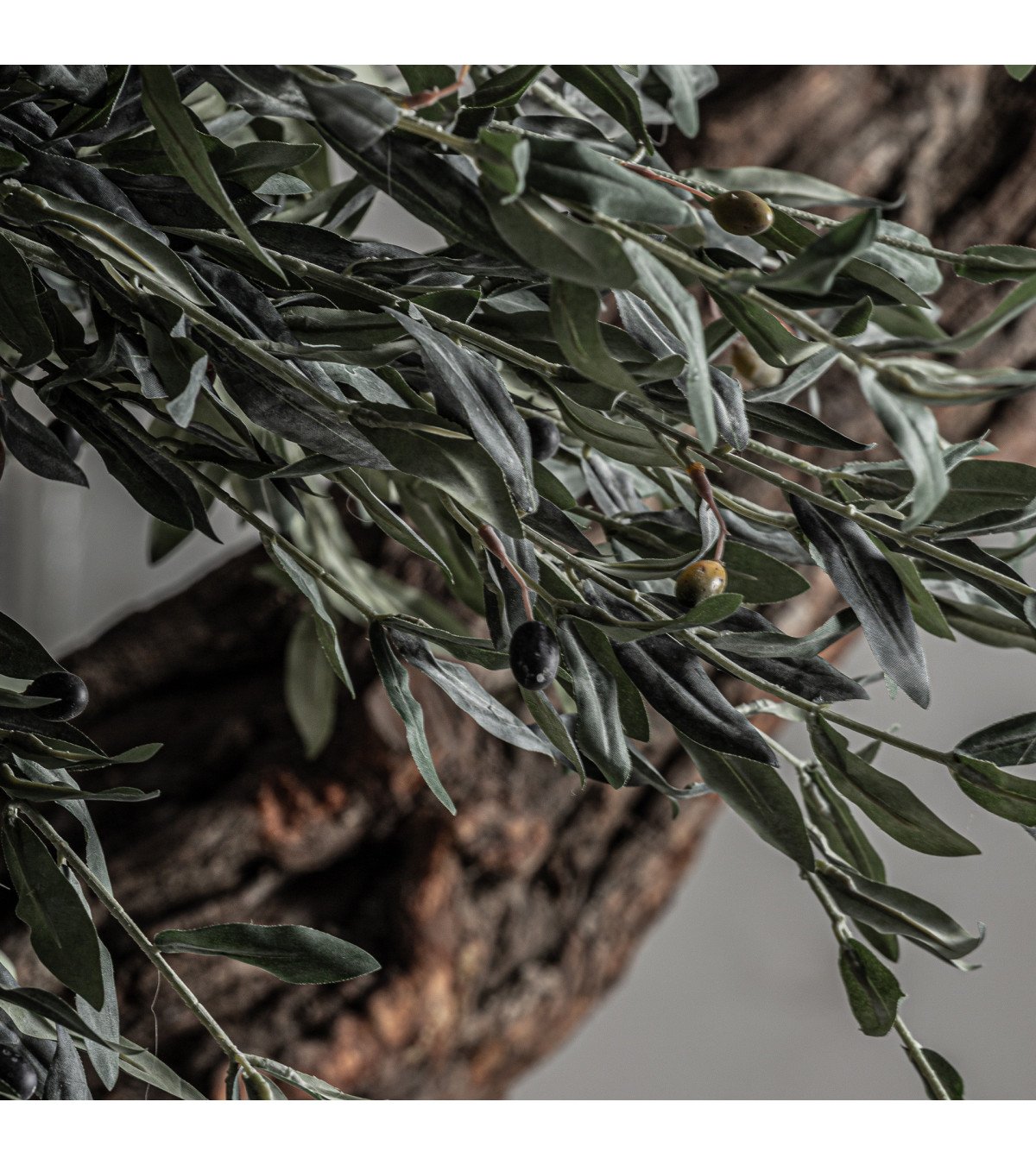 Planta olivo