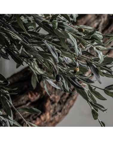 Planta olivo