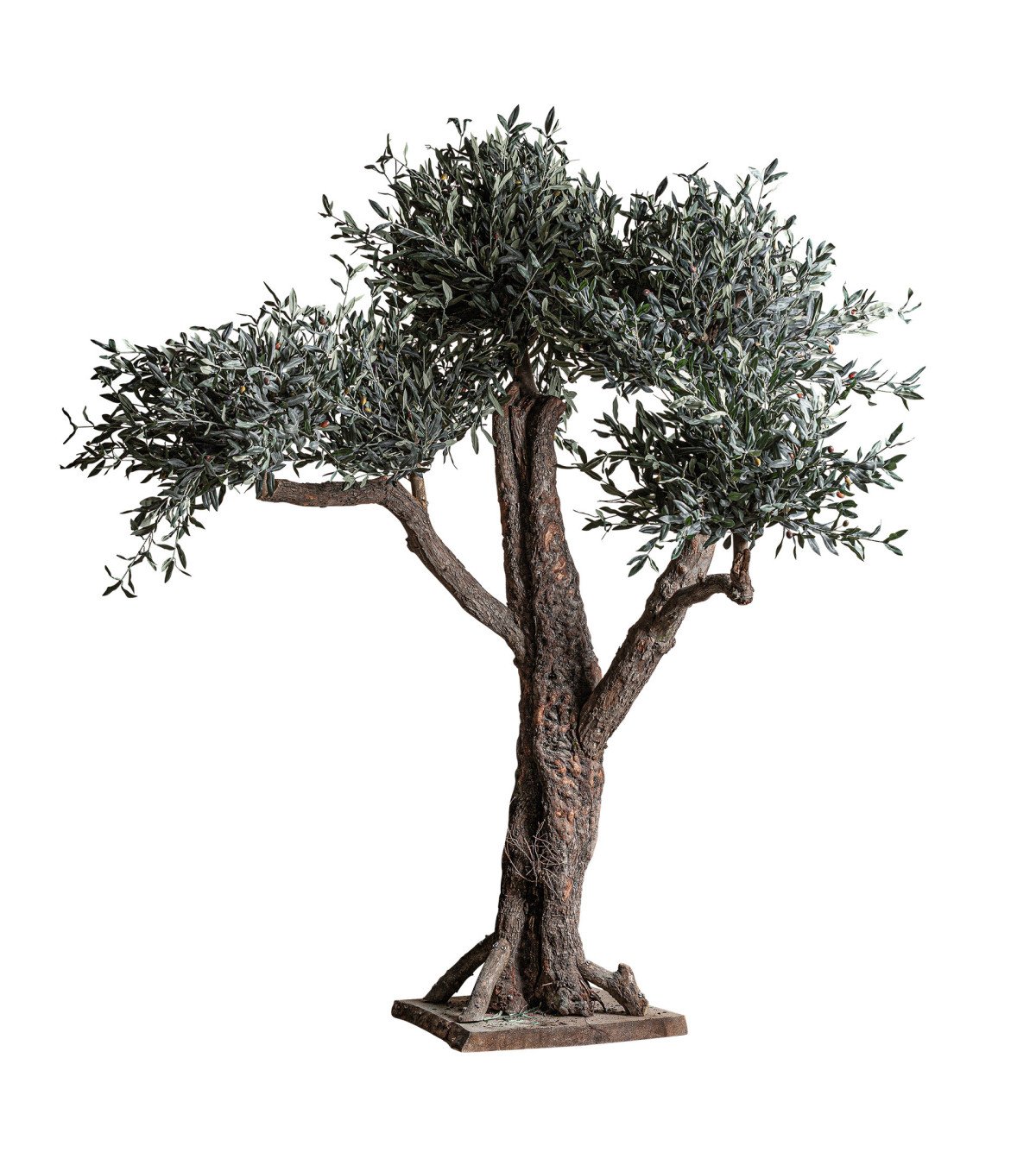Planta olivo
