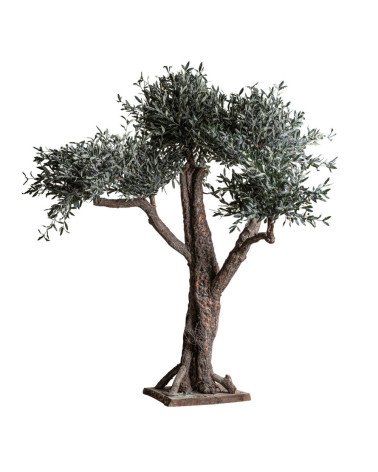 Planta olivo