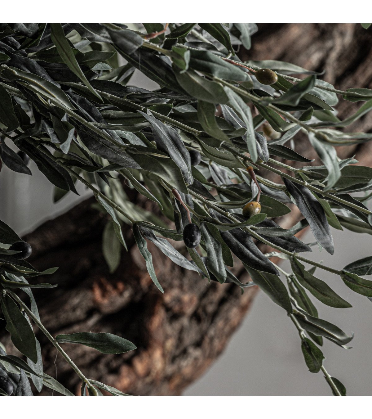 Planta olivo
