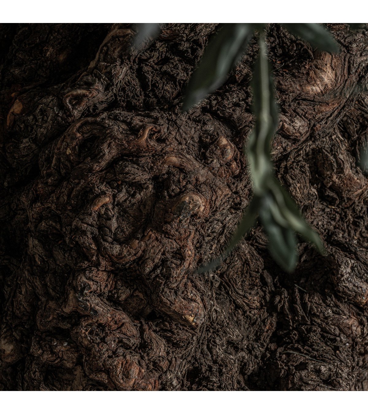 Planta olivo