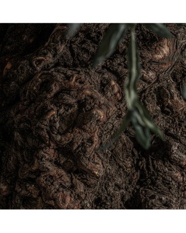 Planta olivo