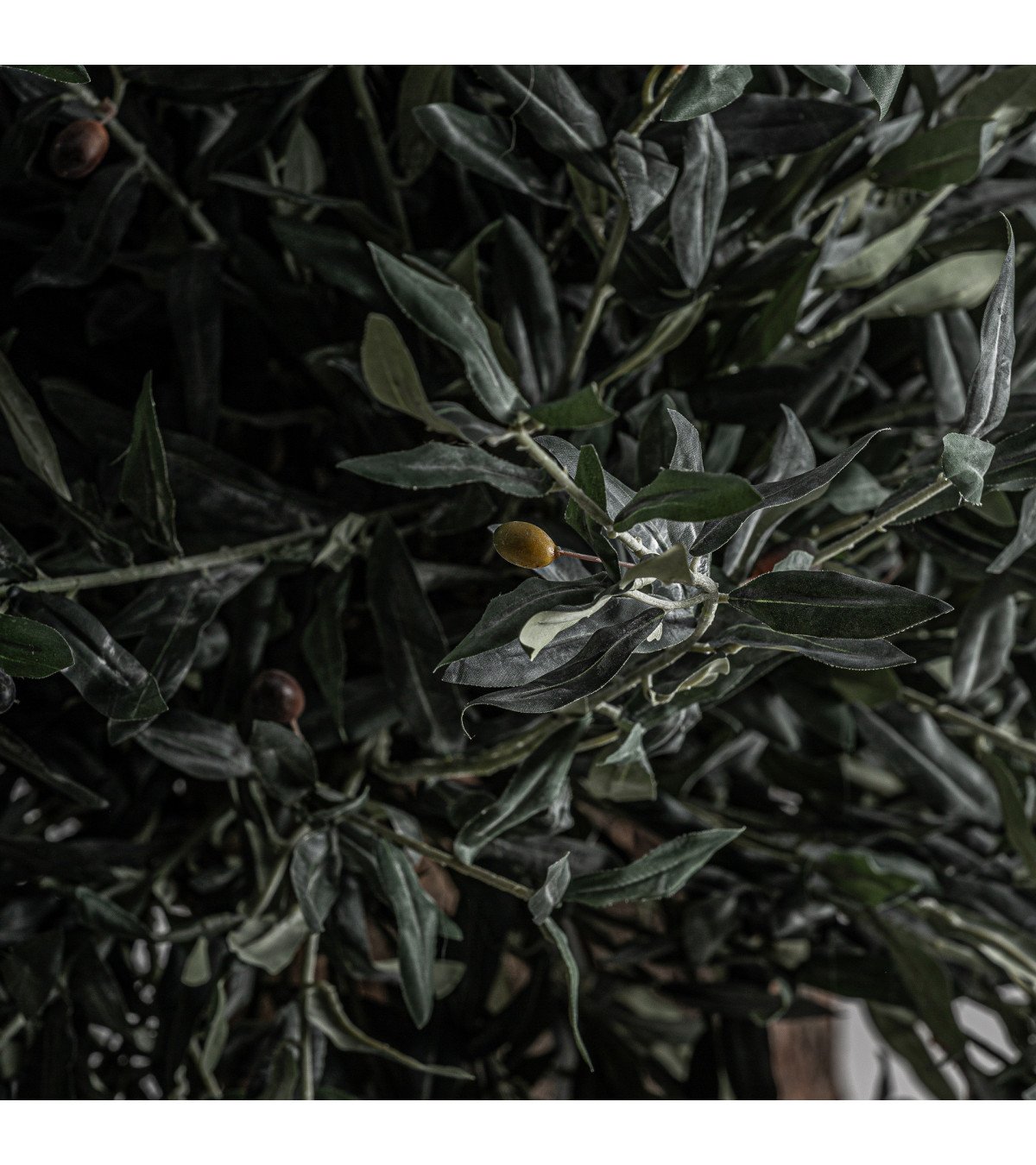 Planta olivo