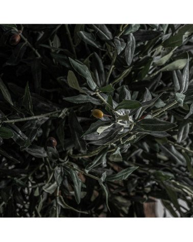 Planta olivo