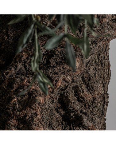 Planta olivo