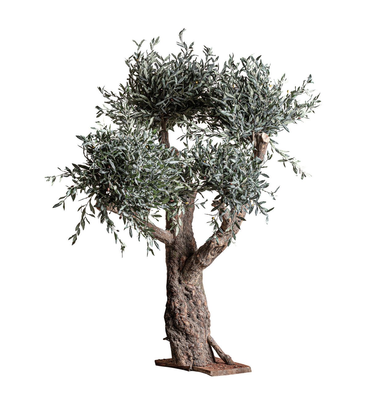 Planta olivo