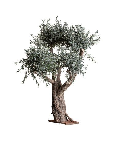 Planta olivo