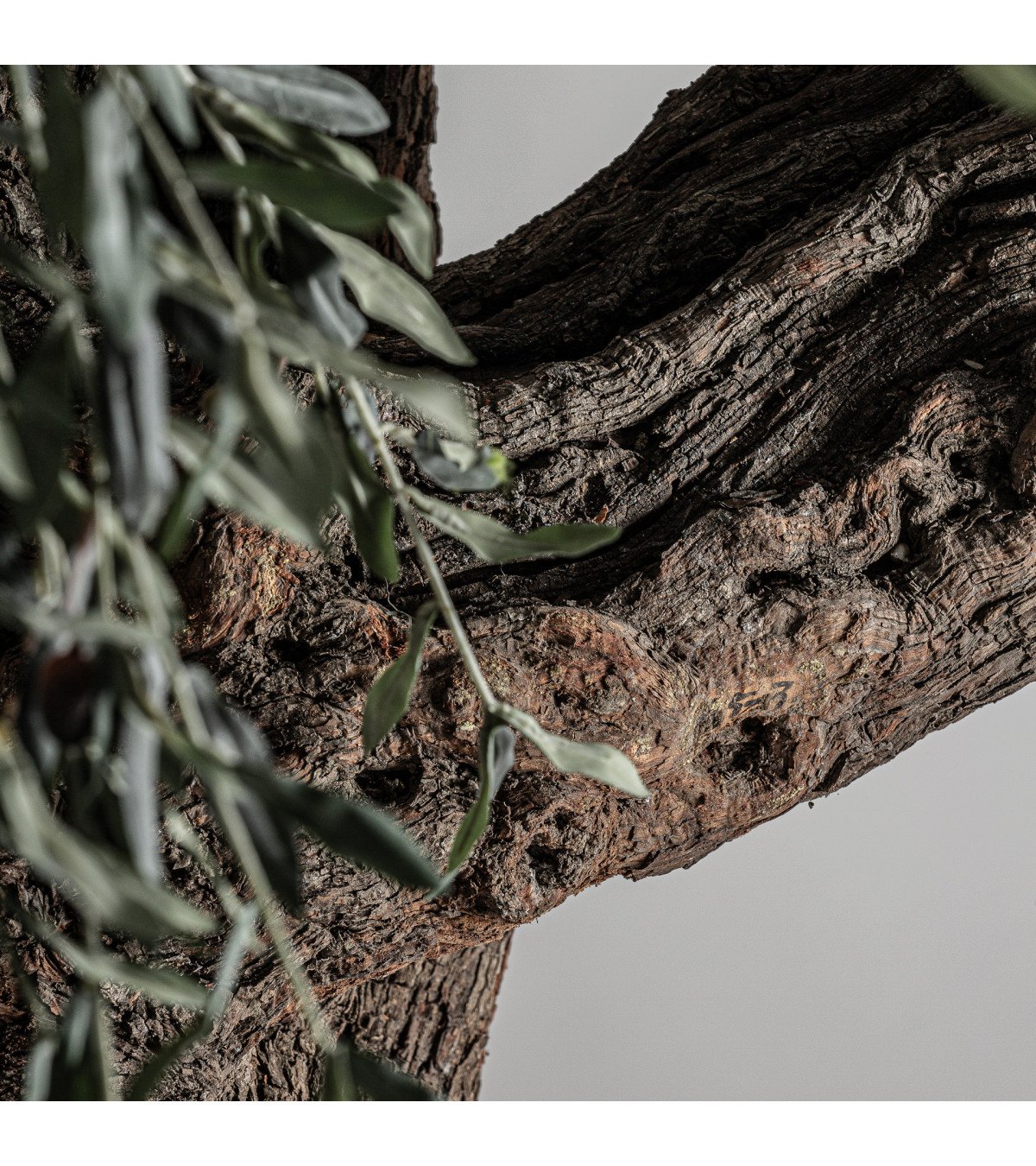 Planta olivo
