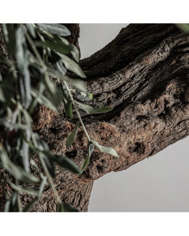 Planta olivo