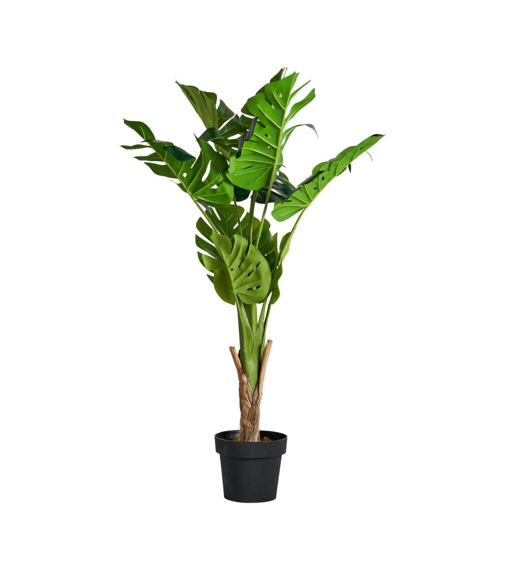 Planta monstera